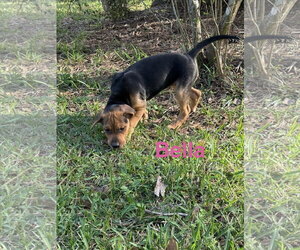 Labrador Retriever-Unknown Mix Dogs for adoption in The Woodlands, TX, USA