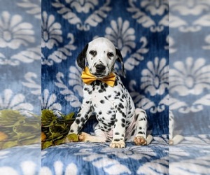 Dalmatian Puppy for sale in QUARRYVILLE, PA, USA