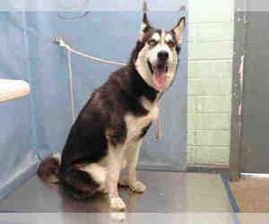 Siberian Husky Dogs for adoption in Downey, CA, USA