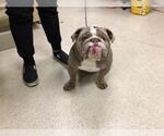 Small Bulldog