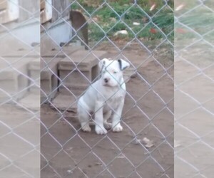 Dogo Argentino Puppy for sale in LOGANSPORT, IN, USA