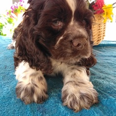 Cocker Spaniel Puppy for sale in GAP, PA, USA