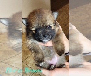 Pomeranian Puppy for sale in FORT LEONARD WOOD, MO, USA