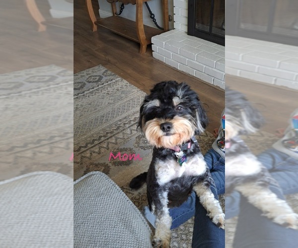 Medium Photo #1 Cock-A-Poo-Cockapoo Mix Puppy For Sale in EXETER, CA, USA