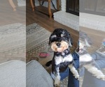 Small Photo #1 Cock-A-Poo-Cockapoo Mix Puppy For Sale in EXETER, CA, USA