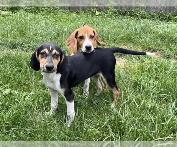 Medium Photo #33 Treeing Walker Coonhound-Unknown Mix Puppy For Sale in Germantown, OH, USA