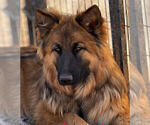 Small Photo #1 King Shepherd Puppy For Sale in GRAND CANYON CAVERNS, AZ, USA