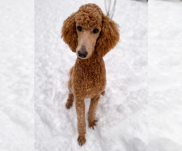 Medium Photo #1 Poodle (Standard) Puppy For Sale in SHORELINE, WA, USA