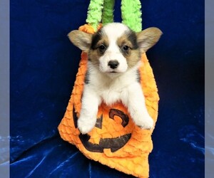 Pembroke Welsh Corgi Puppy for sale in NORWOOD, MO, USA