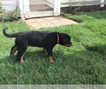 Small Photo #25 Rottweiler Puppy For Sale in OAK GLEN, CA, USA