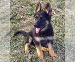 German Shepherd Dog Puppy for sale in EOLIA, MO, USA