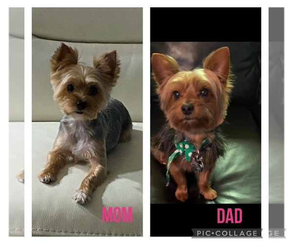 Medium Photo #2 Yorkshire Terrier Puppy For Sale in BELTON, TX, USA