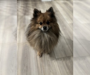 Father of the Pomeranian puppies born on 03/14/2025