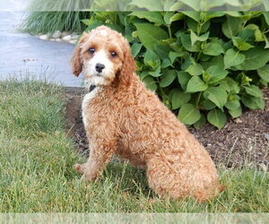 Mother of the Cavapoo puppies born on 12/04/2024