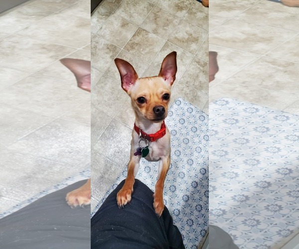 Medium Photo #4 Chihuahua-Unknown Mix Puppy For Sale in New London, WI, USA