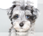 Small Photo #3 Poovanese Puppy For Sale in MARIETTA, GA, USA