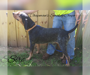 Father of the Bluetick Coonhound puppies born on 05/30/2019
