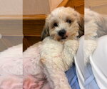 Small #1 Shih Tzu Mix