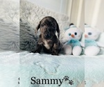 Small Photo #4 Dachshund Puppy For Sale in COOKEVILLE, TN, USA