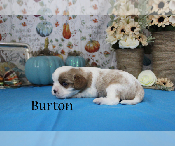 Medium Photo #9 Cavalier King Charles Spaniel Puppy For Sale in CHANUTE, KS, USA