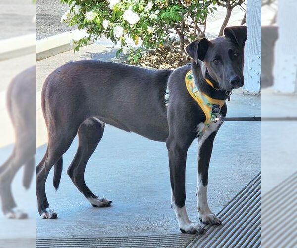 Medium Photo #4 Doberman Pinscher-Unknown Mix Puppy For Sale in Tustin, CA, USA