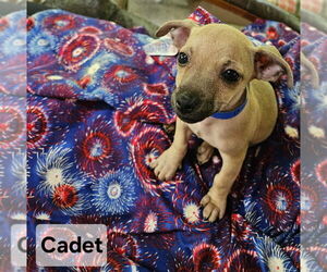 Chiweenie Dogs for adoption in Ellijay, GA, USA