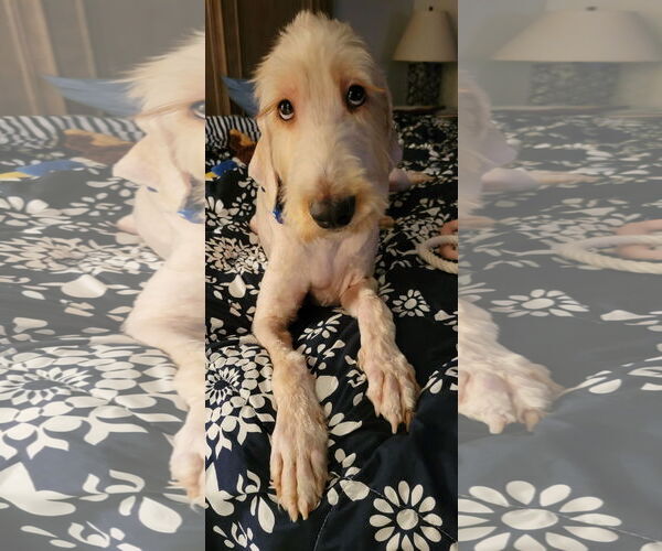 Medium Photo #2 Labradoodle Puppy For Sale in The Woodlands, TX, USA