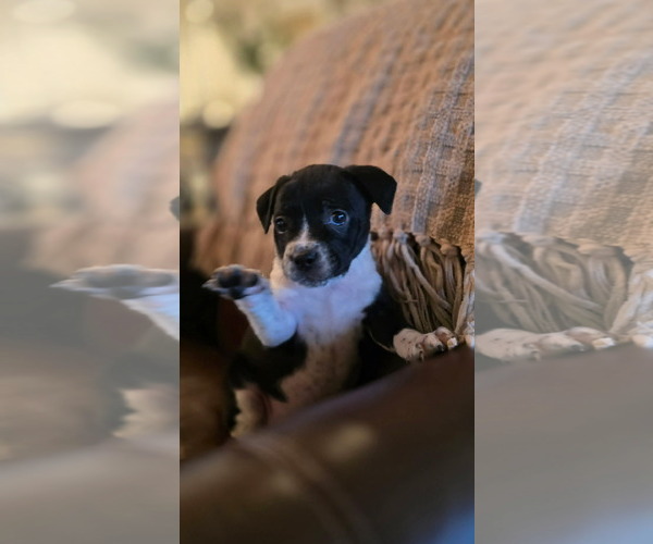 Medium Photo #4 Mutt Puppy For Sale in Holly Springs, NC, USA