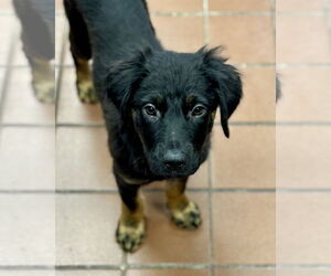 Mutt Dogs for adoption in Jefferson, NJ, USA