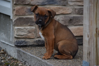 Boxweiler Puppy for sale in FREDERICKSBURG, OH, USA