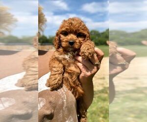 Cavapoo Puppy for sale in BILLINGS, MT, USA