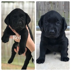 Labrador Retriever Puppy for sale in ANGLETON, TX, USA