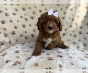 Cavapoo (Miniature) Puppy for sale in LAKELAND, FL, USA