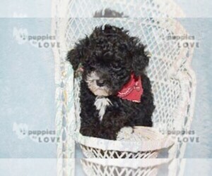 Poodle (Toy) Puppy for Sale in SANGER, Texas USA