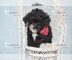 Image preview for Ad Listing. Nickname: AKC TCP BISCUIT