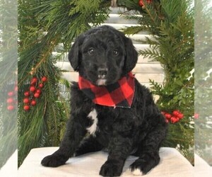Bernedoodle-Poodle (Standard) Mix Puppy for sale in GREENCASTLE, PA, USA