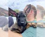 Small #3 German Shepherd Dog