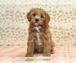 Small #1 Cavapoo