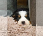 Small #7 Bernese Mountain Dog