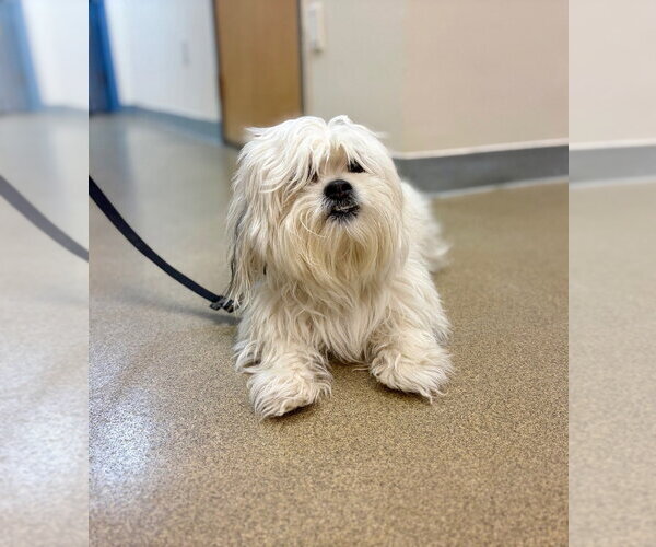Medium Photo #1 Lhasa-Coton Puppy For Sale in Sayreville, NJ, NJ, USA