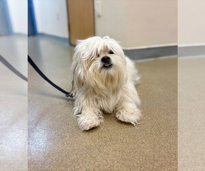 Lhasa-Coton Dogs for adoption in Sayreville, NJ, NJ, USA