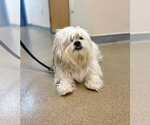 Small Lhasa-Coton