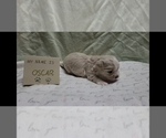 Small #8 Maltipoo (Miniature)