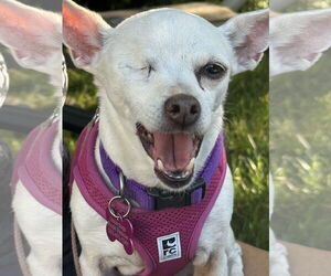 Chihuahua Dogs for adoption in Milwaukie, OR, USA