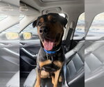Small #4 Rottweiler