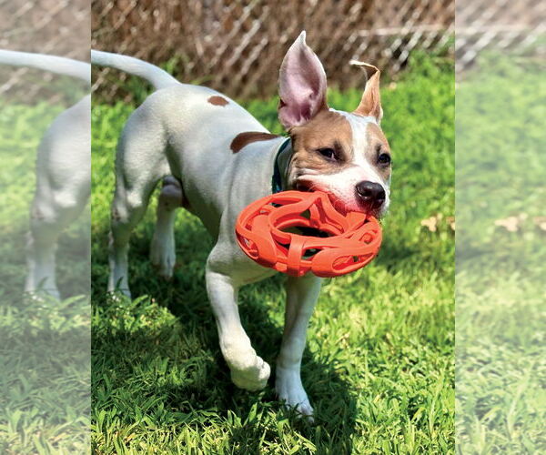 Medium Photo #4 American Pit Bull Terrier Puppy For Sale in Westminster, MA, USA