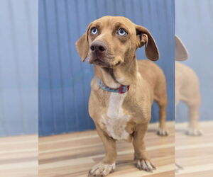 Dachshund-Unknown Mix Dogs for adoption in Lakewood, CO, USA