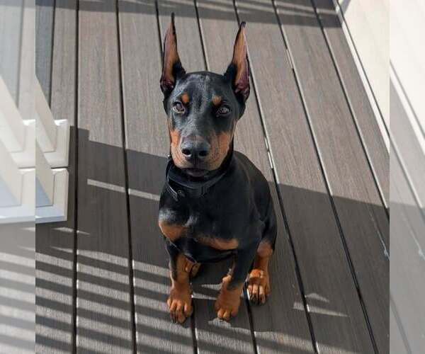 Medium Photo #43 Doberman Pinscher Puppy For Sale in FORT LAUDERDALE, FL, USA