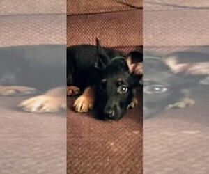 German Shepherd Dog Puppy for sale in ROCHESTER, NY, USA