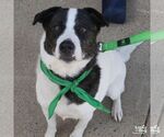 Small #1 Colonial Cocker Spaniel-Pointer Mix